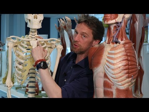 The Clavicle (or collarbone)