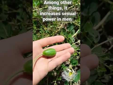 Capparis Spinosa Extract Powder