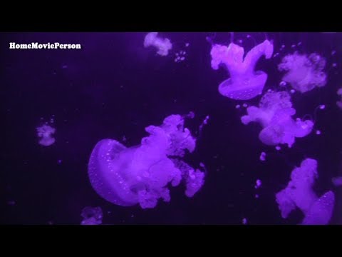 Sea Life Centre, Scarborough 01.10.2017