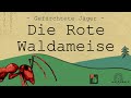 ABENTEUER INSEKTENWELT (1) - Die Rote Waldameise