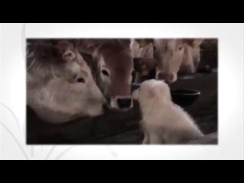 Nuova consegna  di cuccioli di cane da gregge abruzzese per la guardiania sperimentale dei bovini