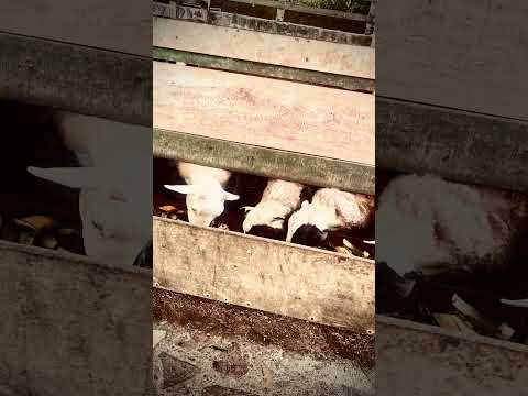 Vayan a visitar el lugar es los jardines de san ramón en alajuela Costa Rica #turist #costarica Rica