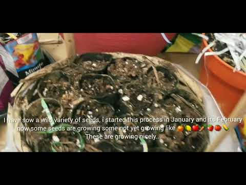 🥦🍅How I grow my own organic veggies & herbs in Canada + day 1 2024 + balcony gardening🍊🍋