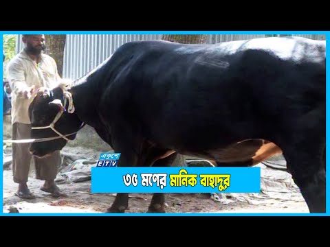 ৩৫ মণ ওজনের মানিক বাহাদুর, লম্বায় সাড়ে ৮ফুট!