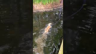 Video preview image #1 Basset Hound-Unknown Mix Puppy For Sale in Deepwater, NJ, USA
