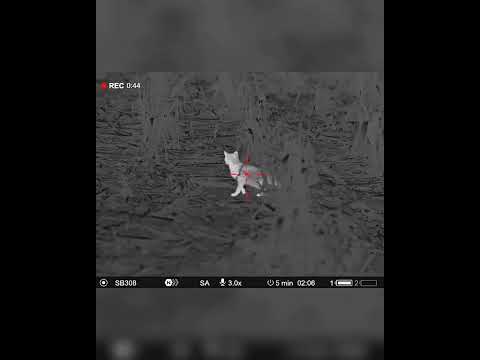 3 Feral Cats in One Encounter | Professional Pest Control Australia