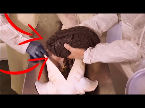 You WON'T BELIVE How LUXURY STURGEON CAVIAR is MADE 😲 | How BELUGA CAVIAR is EXTRACTED ✅