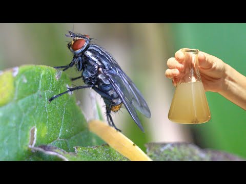 This repels flies like fire! The strongest organic repellent in the world
