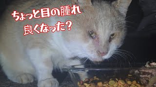 最近のしょぼたの事【猫動画】【借金残74.5万】