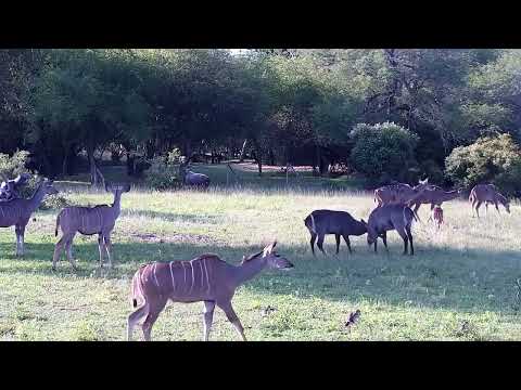 Djuma: Waterbucks, Nyala, Impala, Kudus and Egyptian Geese - 16:17 - 11/17/2022