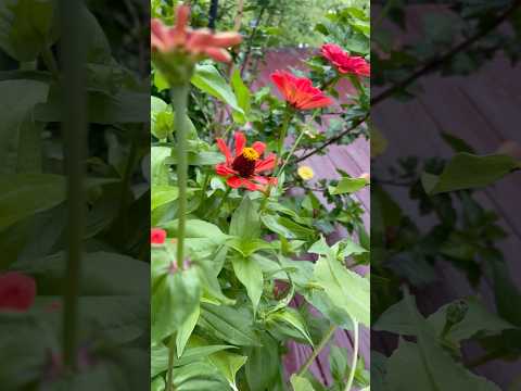 Zinnias ❤️#homegardening #bibleverse #shorts #flowers