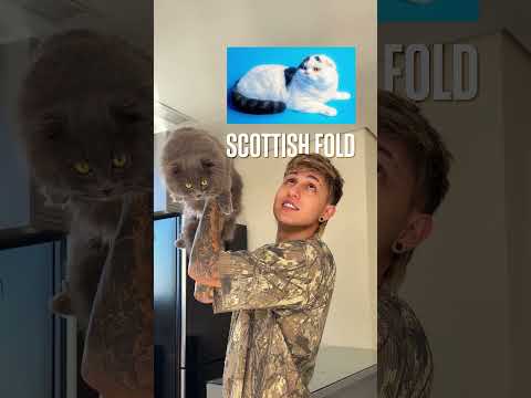 PQ MEUS GATOS SÃO REBAIXADOS?