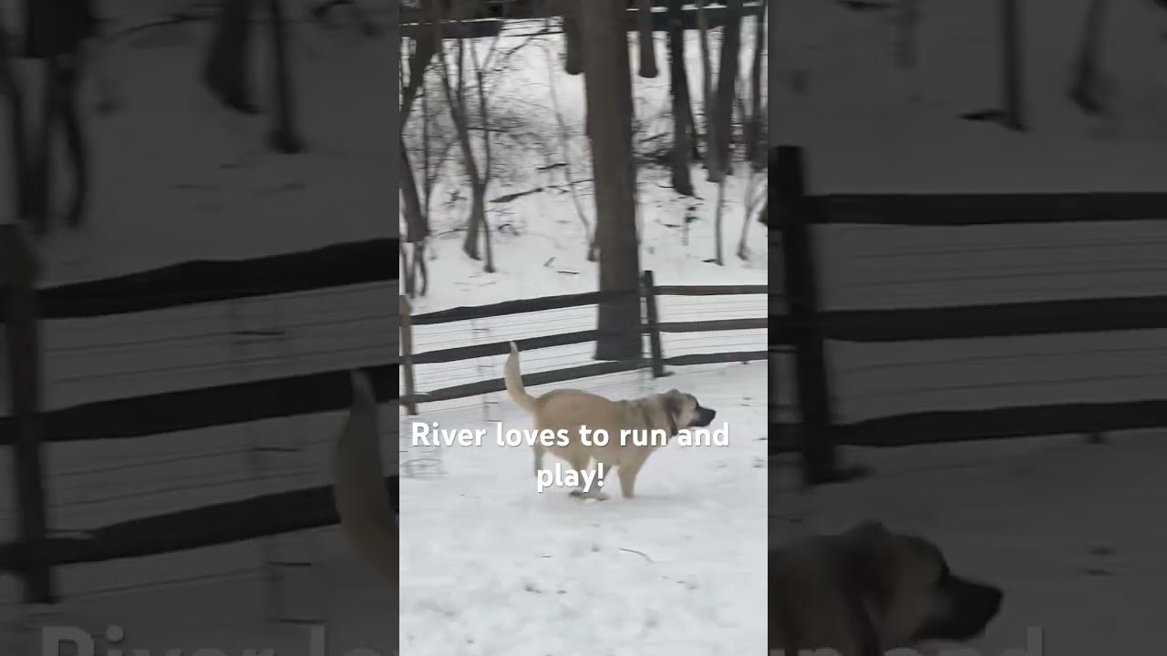 Enlarge River, a Adoptable mixed breed in Greenbelt, MD video 5/5