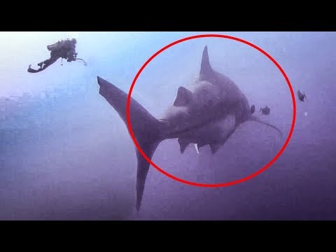 5 ECHTE AUFNAHMEN DIE EINEN MEGALODON ZEIGEN!