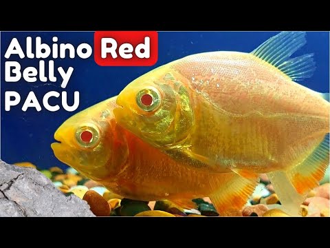 Red Bellied Pacu Piaractus brachypomus care guide