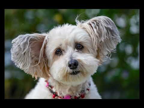 Why Do Dogs Knead? The Surprising Reasons Behind This Adorable Behavior!