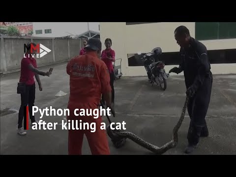 Massive python caught in hiding spot after killing neighbourhood cat