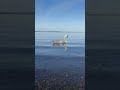 Swan is so gorgeous: Nature, Sunshine, Warm, Walks, Relax, Love