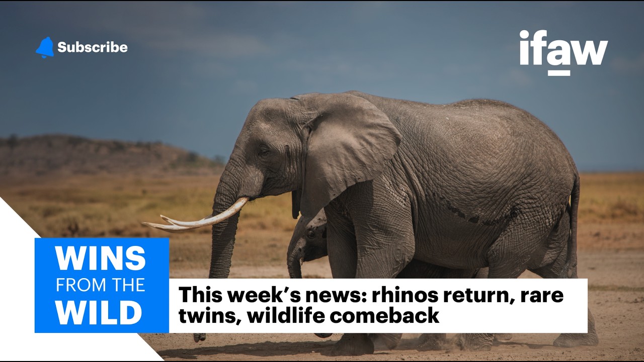 Rhinos return, rare twins & wildlife comeback | Wins from the Wild