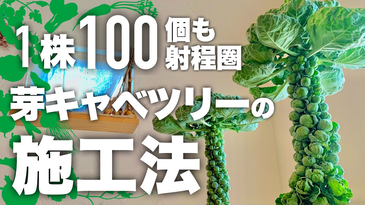 【絶対に失敗させない】芽キャベツ栽培 肥大の法則5選|芽キャベツの育て方