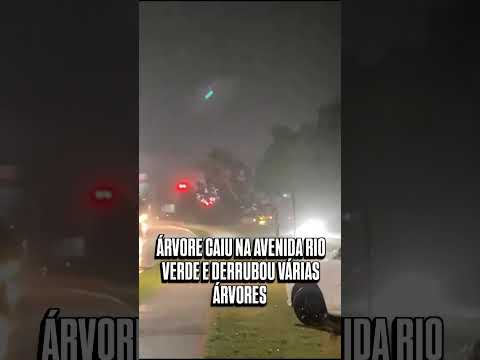 Árvore cai na Av. Rio Verde e derruba postes em série na divisa entre Goiânia e Aparecida