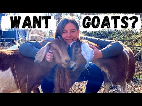 , title : 'Beginner's Guide To Raising Goats | How To Choose & Care For Your First Goats'