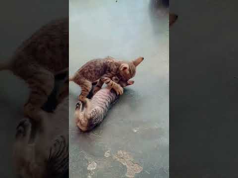 #cats    playing with eachother 😽😽😽