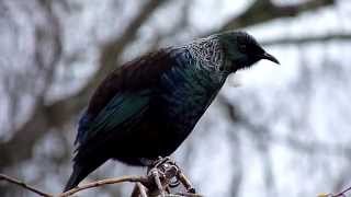 Tui - (Parson Bird) New Zealand