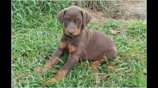 Video preview image #1 Doberman Pinscher Puppy For Sale in MOUNT OLIVE, NC, USA