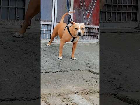 Roxy🤎 #viral #pitbull #youtube #pitbullnews #dog #view #roxythepitbull #ritikdogkennel #dogs #desi