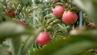Champlain Orchards
