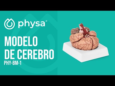 vídeo - Modelo de cerebro humano - 9 segmentos - tamaño natural