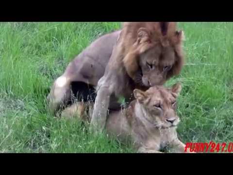 Animals Mating Compilation