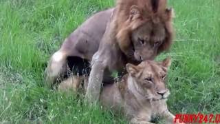 Biggest Animal Mating Compilation