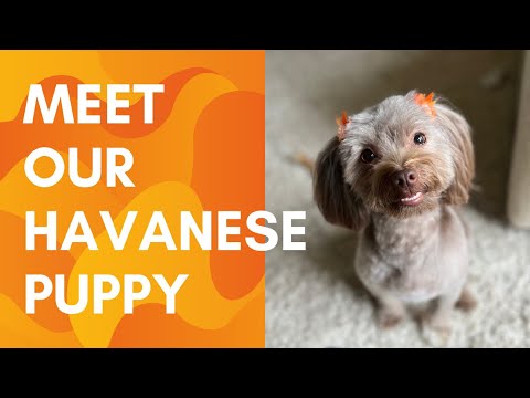 Meet Pistachio the Havanese