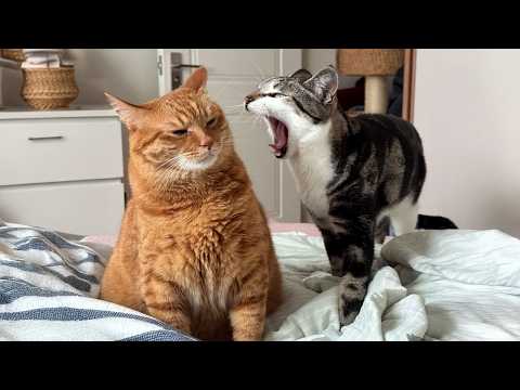 The Funniest CATS of 2026...So Far 😂 TOP Funny Cats Video