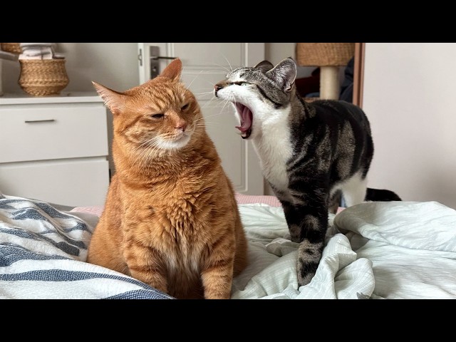The Funniest CATS of 2026...So Far 😂 TOP Funny Cats Video SDDEFAULT Thumbnail