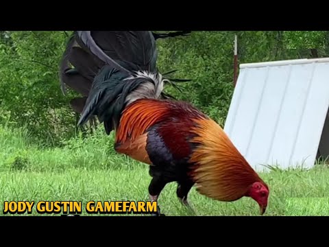 Hatch Kelso Greys - Jody Gustin Gamefarm 🐓💥💥