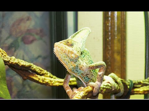 AMAZING TRANSFORMATION OF BABY VEILED CHAMELEON | FEEDING UPDATE