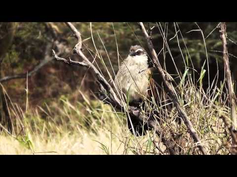 Bird Highlights