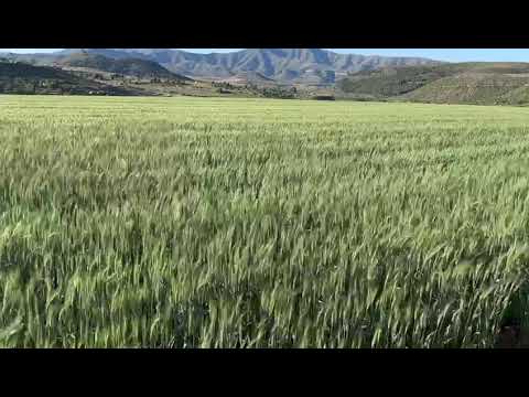 Lesotho Wheat fields from Kynoch Fertilizer #agriculture #wheat #farming
