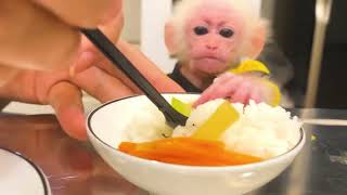 Bibi Monkey Eats Rice with Dad