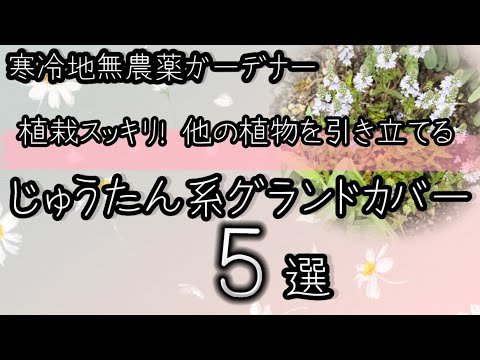 太陽に適した常緑のグランドカバー植物はどれですか?庭にカラフルなカーペットを作るのに最適な5つの樹種！  庭園