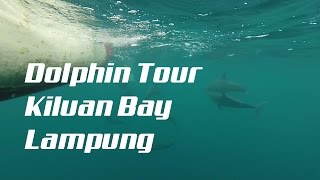 preview picture of video 'Dolphin Tour, Kiluan Bay - Lampung'