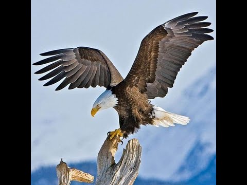 Mit Flügeln wie Adler! Predigt über Jesaja 40, 26-31 von Pfarrer Mag. Carsten Merker-Bojarra