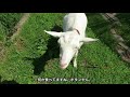 広川町じゃばら組合　アロマオイル アロマウォーター