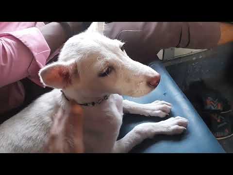 Puppy Ko Vaccination  lagvane Dahanu Ja rahi hu♥️Date: 18/2/2025 #Me and My Dogys ♥️ #Shorts