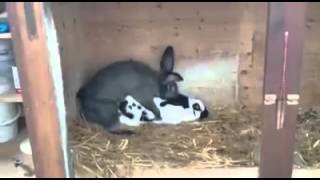 Rabbit passes out after quickie!