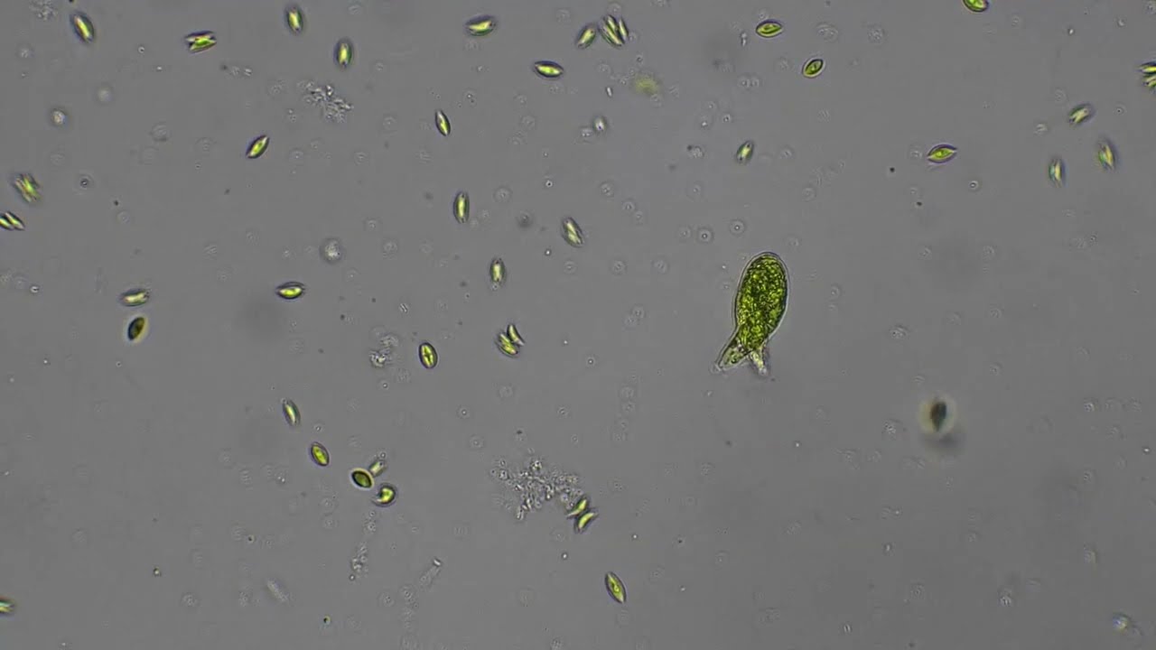 Euglena divides