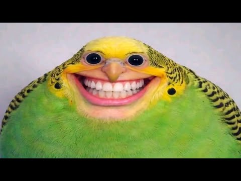 you laugh, you restart (funny videos)